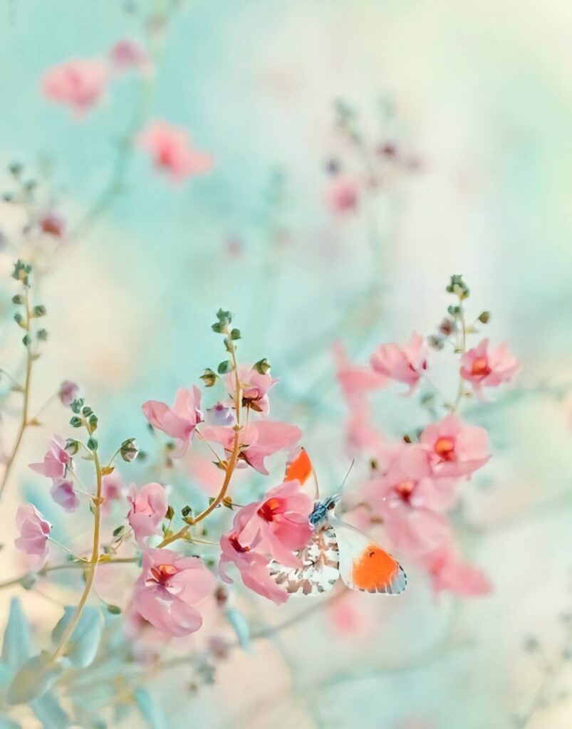 fleurs