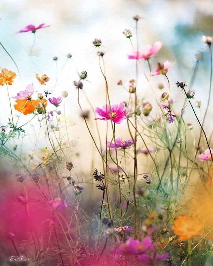 fleurs